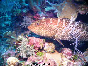 Grouper.......played for a while then he settled down so ... by Tanya Goni 